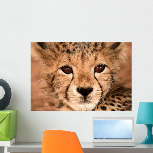 Cheetah Cub
