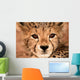 Cheetah Cub