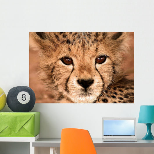 Cheetah Cub