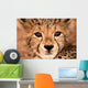 Cheetah Cub