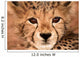 Cheetah Cub