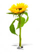 Environment Sunflower Wall Decal