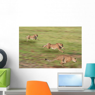 Cheetahs Hunting Wall Mural shown on a wall