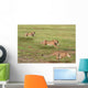 Cheetahs Hunting Wall Mural