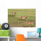 Cheetahs Hunting Wall Mural