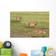 Cheetahs Hunting Wall Mural