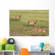 Cheetahs Hunting Wall Mural