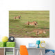 Cheetahs Hunting Wall Mural