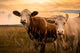 Cows Sunset Wall Decal