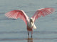 Roseate Spoonbill Close in Wall Mural