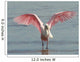 Roseate Spoonbill Close in Wall Mural