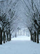 Winter Alley Wall Mural