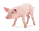 Baby Pig Wall Decal