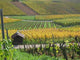 Vineyard Autumn Wall Decal
