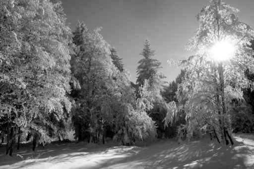 Winterwald Wall Decal