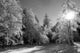 Winterwald Wall Decal