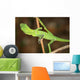 Resting Lizard Wall Mural