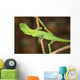 Resting Lizard Wall Mural