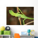 Resting Lizard Wall Mural