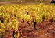 Vignes Wall Decal Design 4
