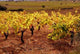 Vignes Wall Decal Design 3