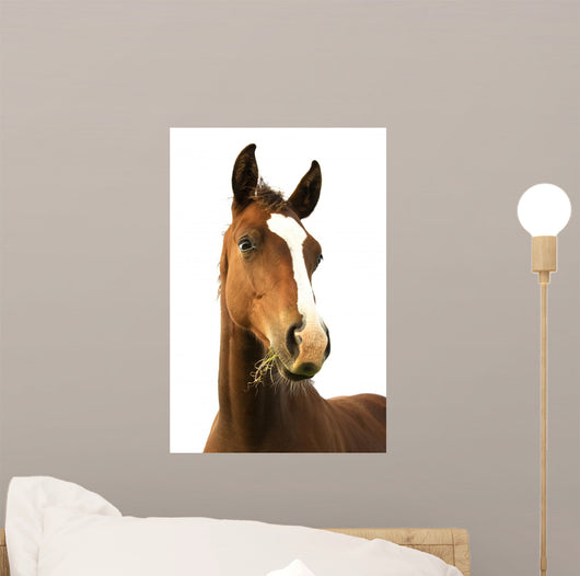 Foal with Grass