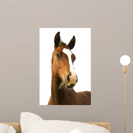Foal with Grass