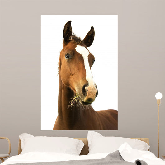 Foal with Grass