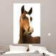 Foal with Grass