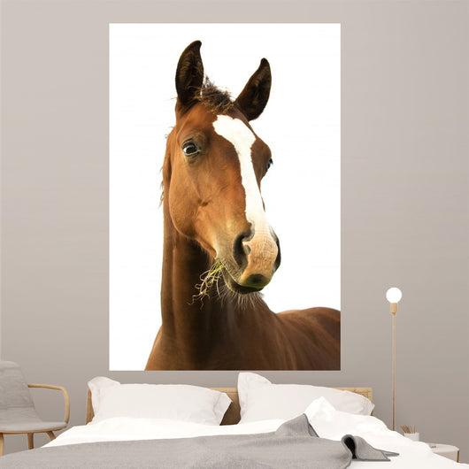 Foal with Grass