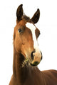 Foal with Grass