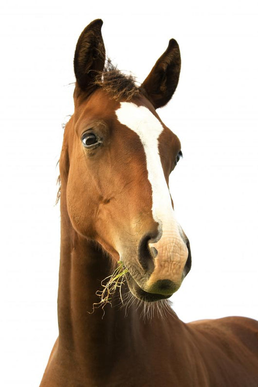 Foal with Grass