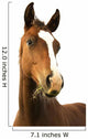 Foal with Grass