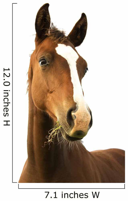 Foal with Grass