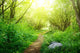 ground road in summer green forest Wall Mural