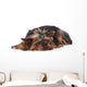 Yorkshire Terrier Lying down Wall Mural