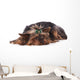 Yorkshire Terrier Lying down Wall Mural