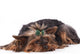 Yorkshire Terrier Lying down Wall Mural
