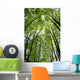 Canopy Wall Mural
