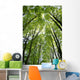 Canopy Wall Mural