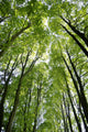 Canopy Wall Mural
