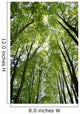 Canopy Wall Mural