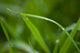 Grass Wall Mural