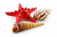 Colored Seashells (Starfish and Scallop) Isolated on White Wall Decal