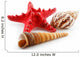 Colored Seashells (Starfish and Scallop) Isolated on White Wall Decal
