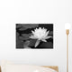 Waterlily in Black and White Wall Mural
