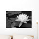 Waterlily in Black and White Wall Mural