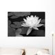 Waterlily in Black and White Wall Mural