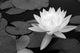 Waterlily in Black and White Wall Mural