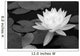 Waterlily in Black and White Wall Mural